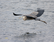 Great Blue Heron 4289